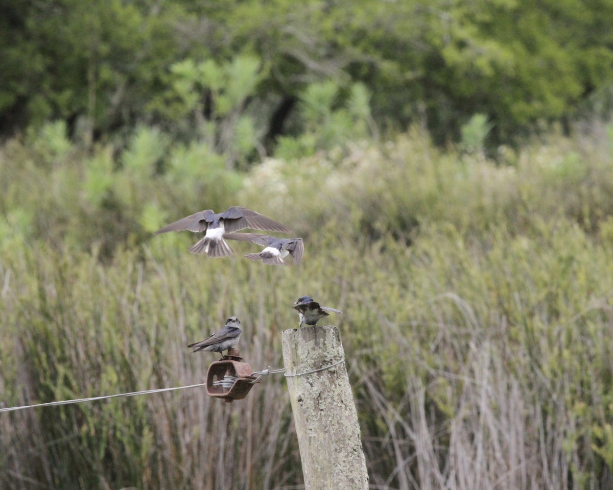 White-rumped Swallow - ML260858961