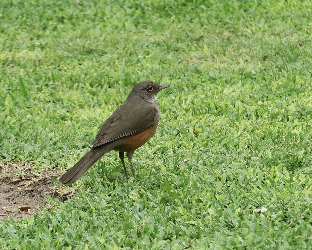 Rufous-bellied Thrush - ML260859091