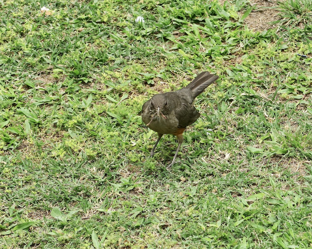 Rufous-bellied Thrush - ML260859101