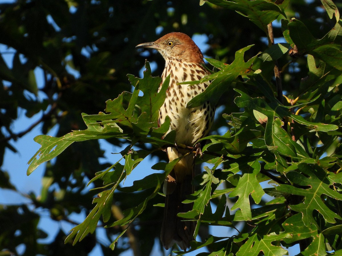 Brown Thrasher - ML260859111