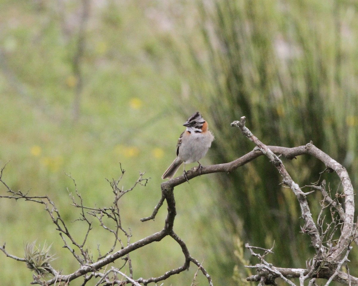 Rufous-collared Sparrow - ML260859131
