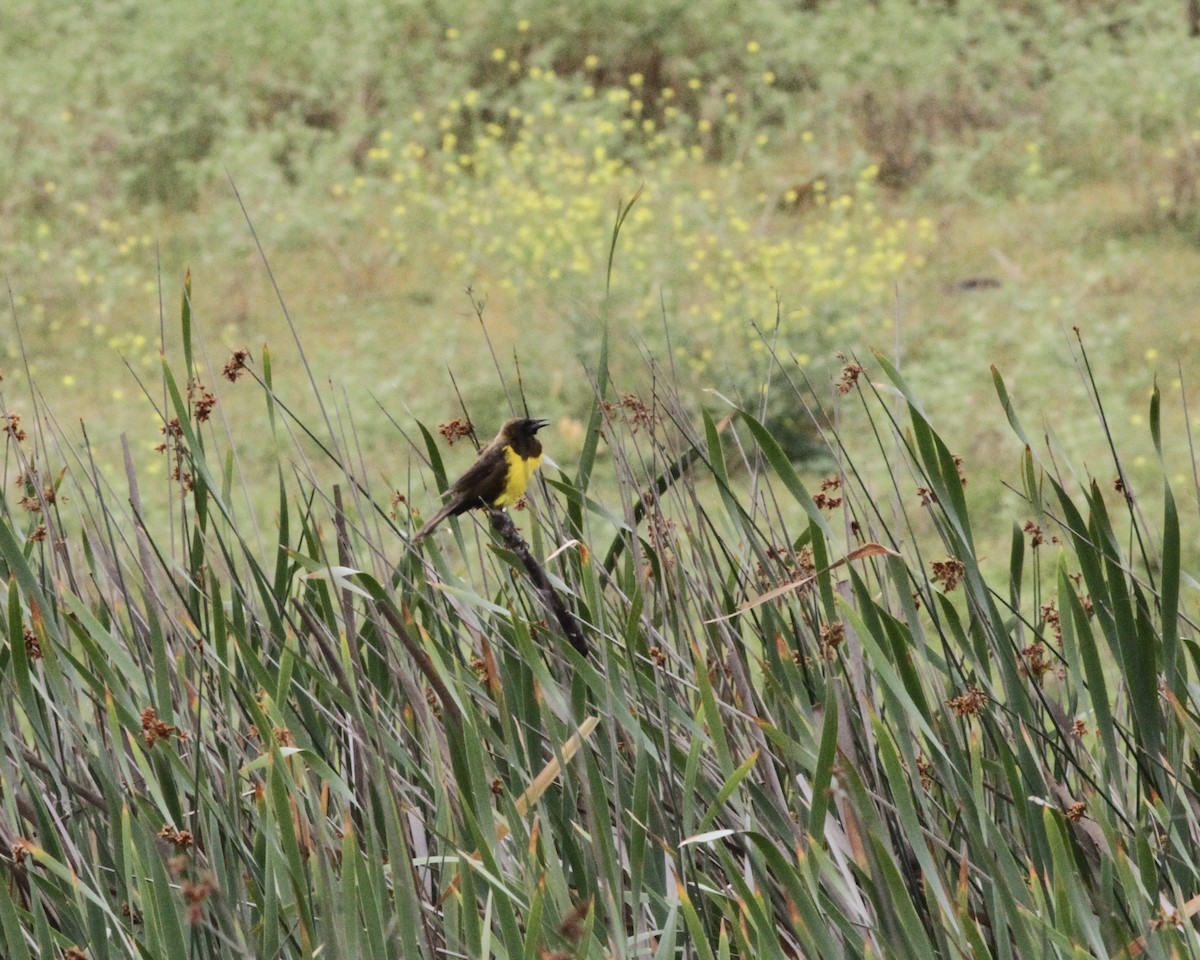 Brown-and-yellow Marshbird - ML260859181