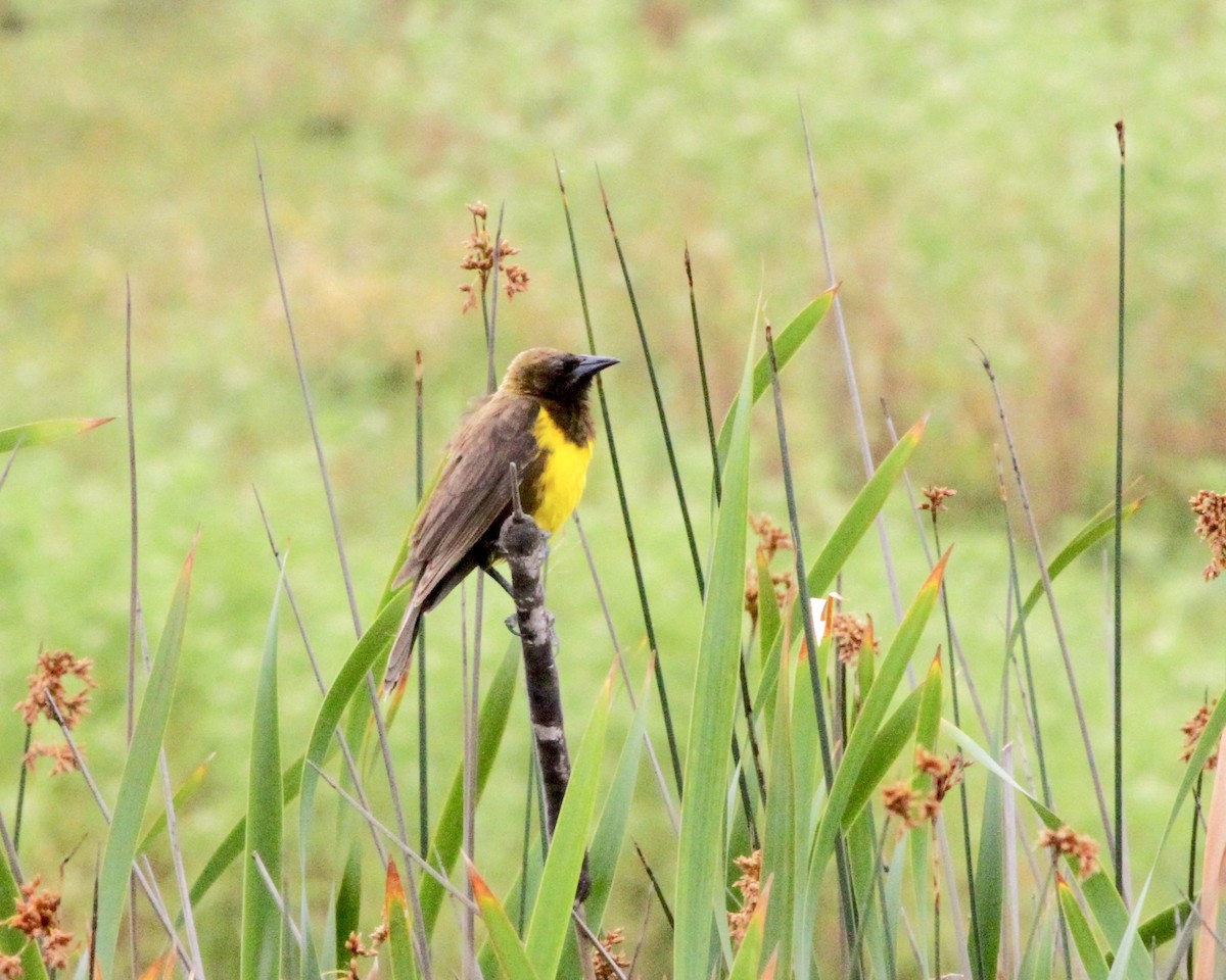 Brown-and-yellow Marshbird - ML260859191