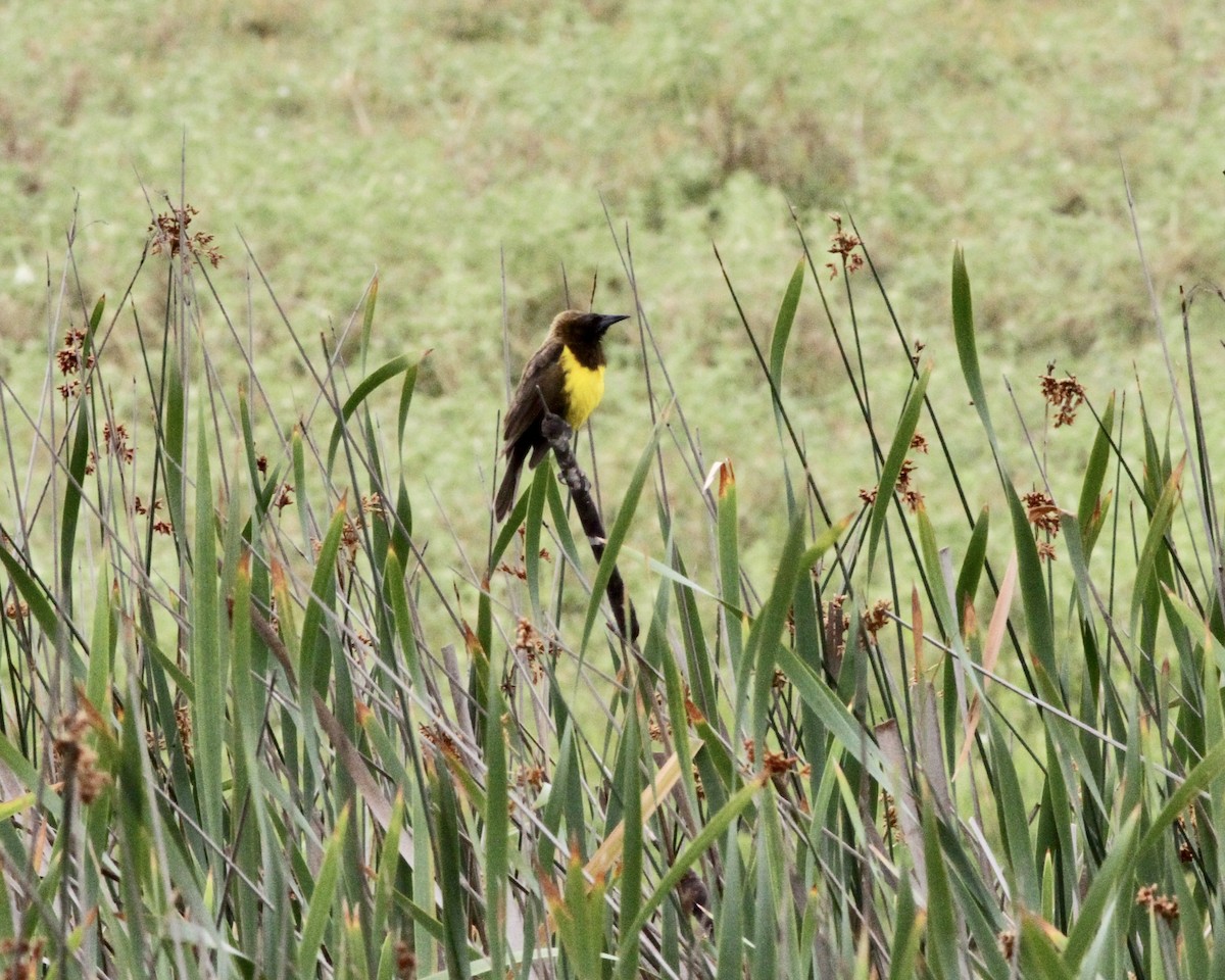 Brown-and-yellow Marshbird - ML260859211