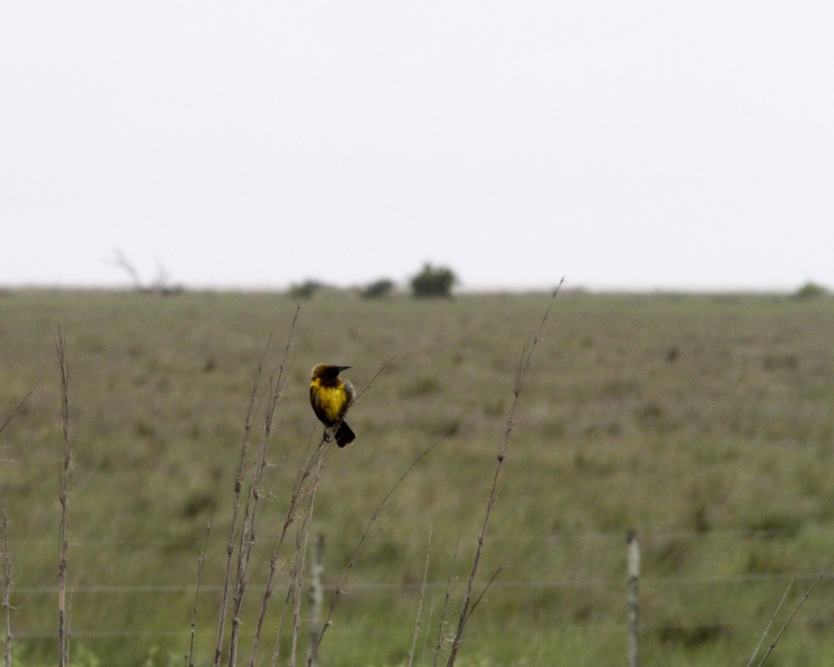 Brown-and-yellow Marshbird - ML260859231