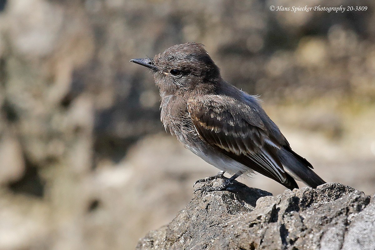 Black Phoebe - ML260860811