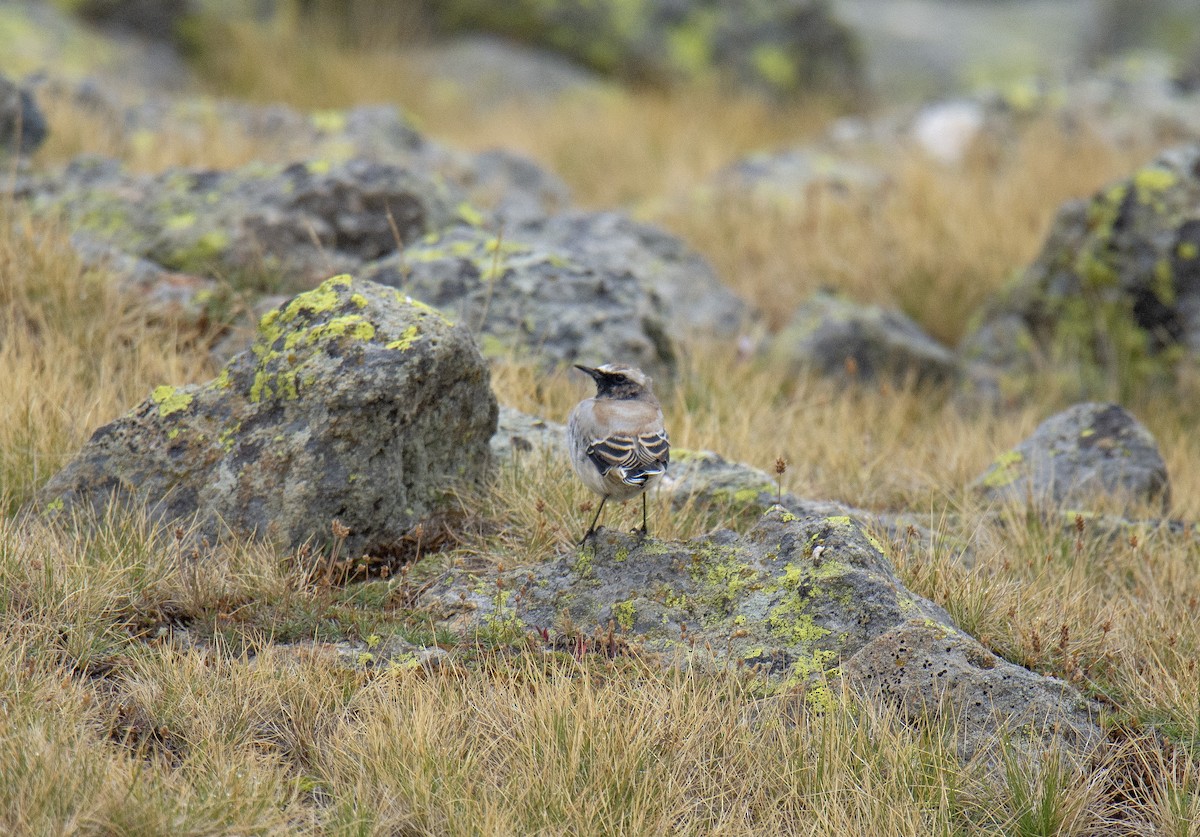 Atlas Wheatear - ML260861631