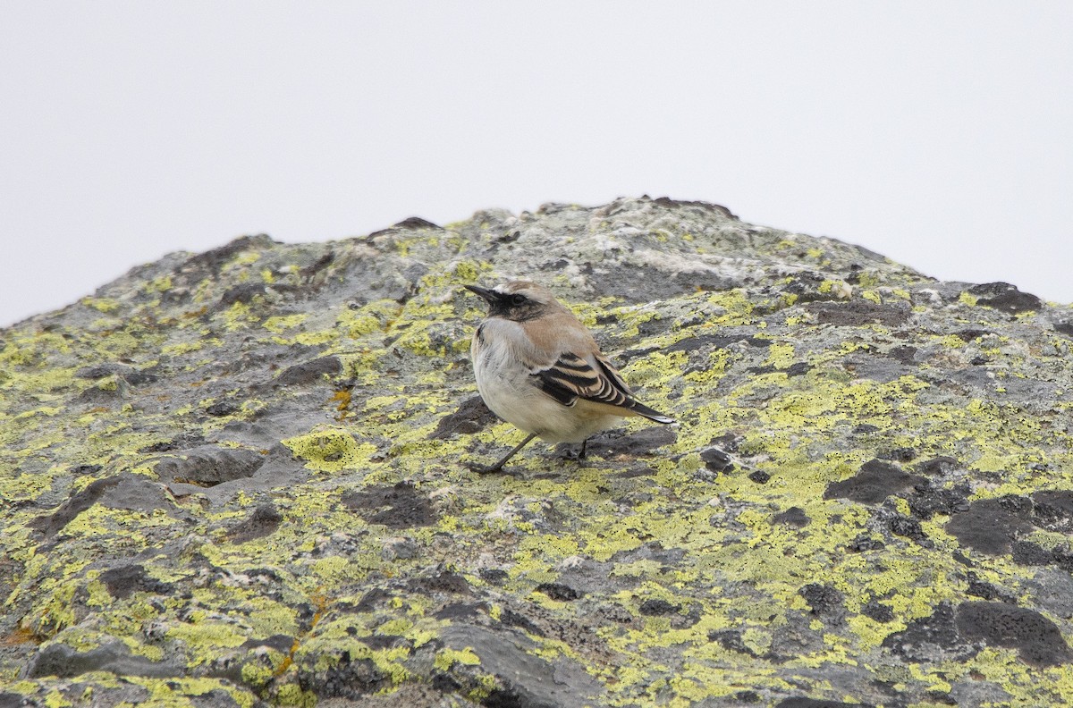 Atlas Wheatear - ML260861681