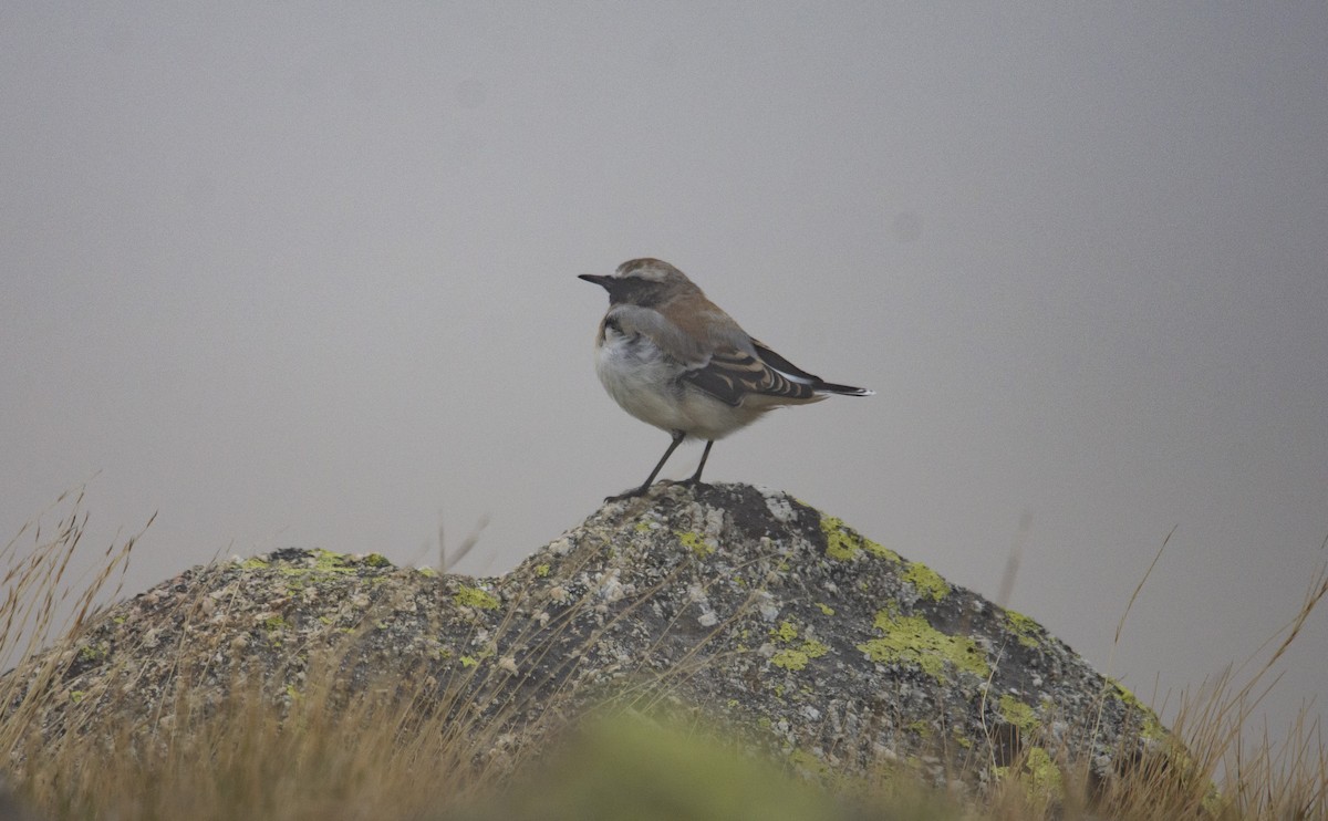 Atlas Wheatear - ML260861911