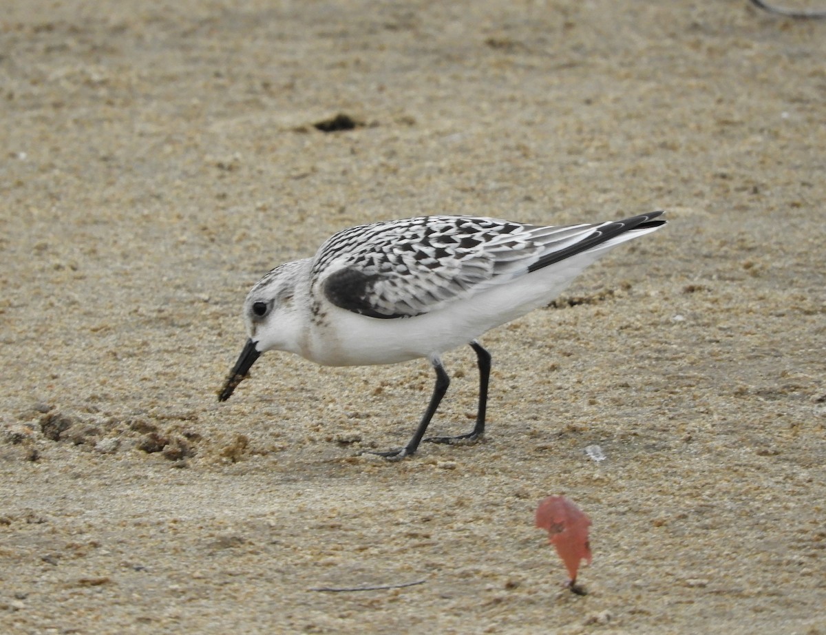 Bécasseau sanderling - ML260863331