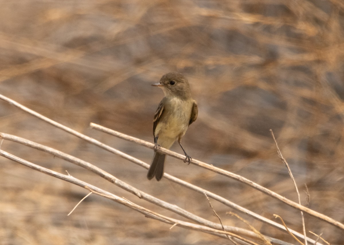 Willow Flycatcher - ML260863721