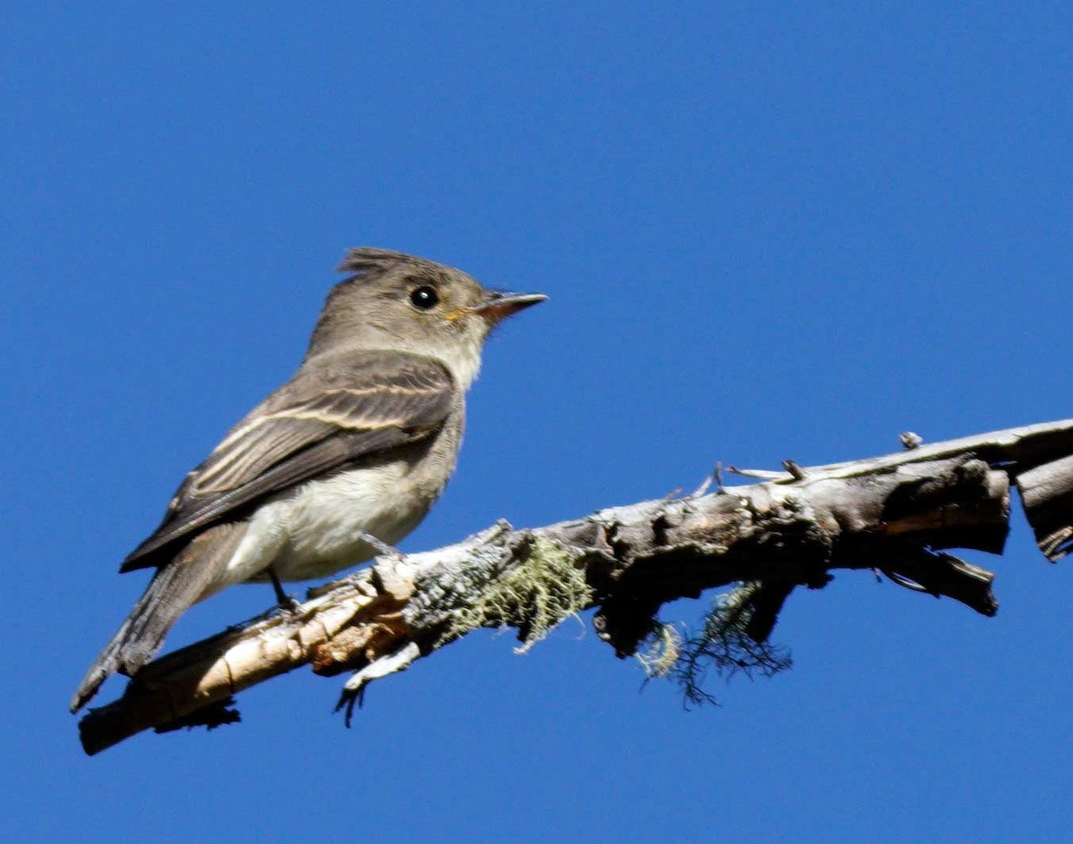 Western Wood-Pewee - ML260864341