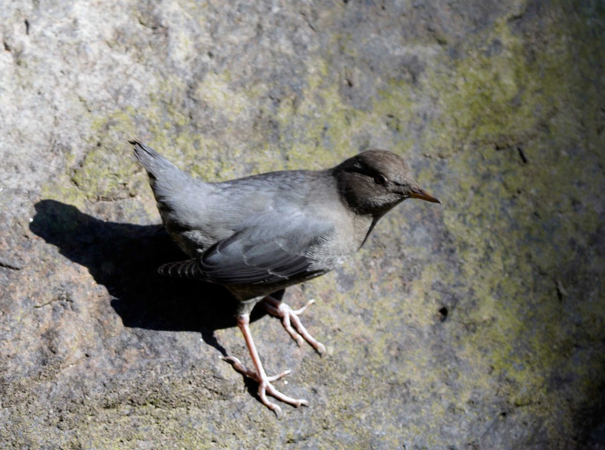 American Dipper - ML260864411