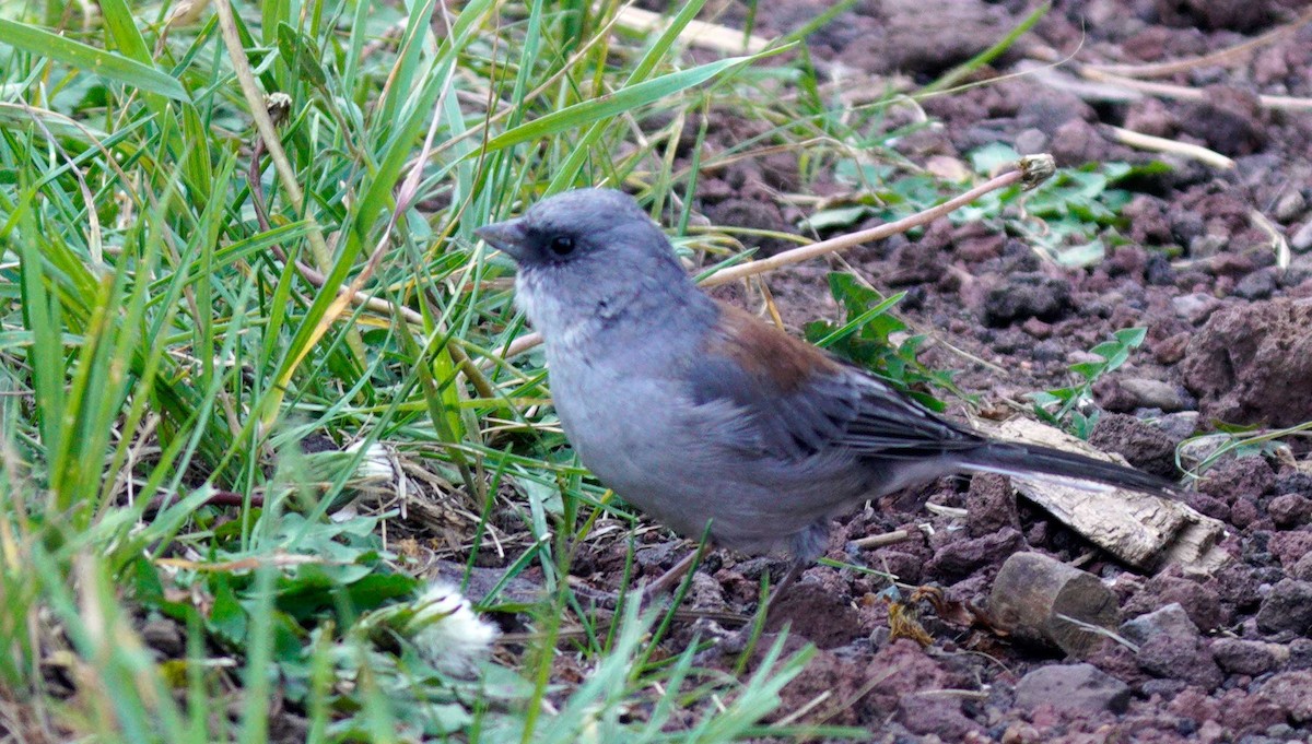 Dark-eyed Junco - ML260864601