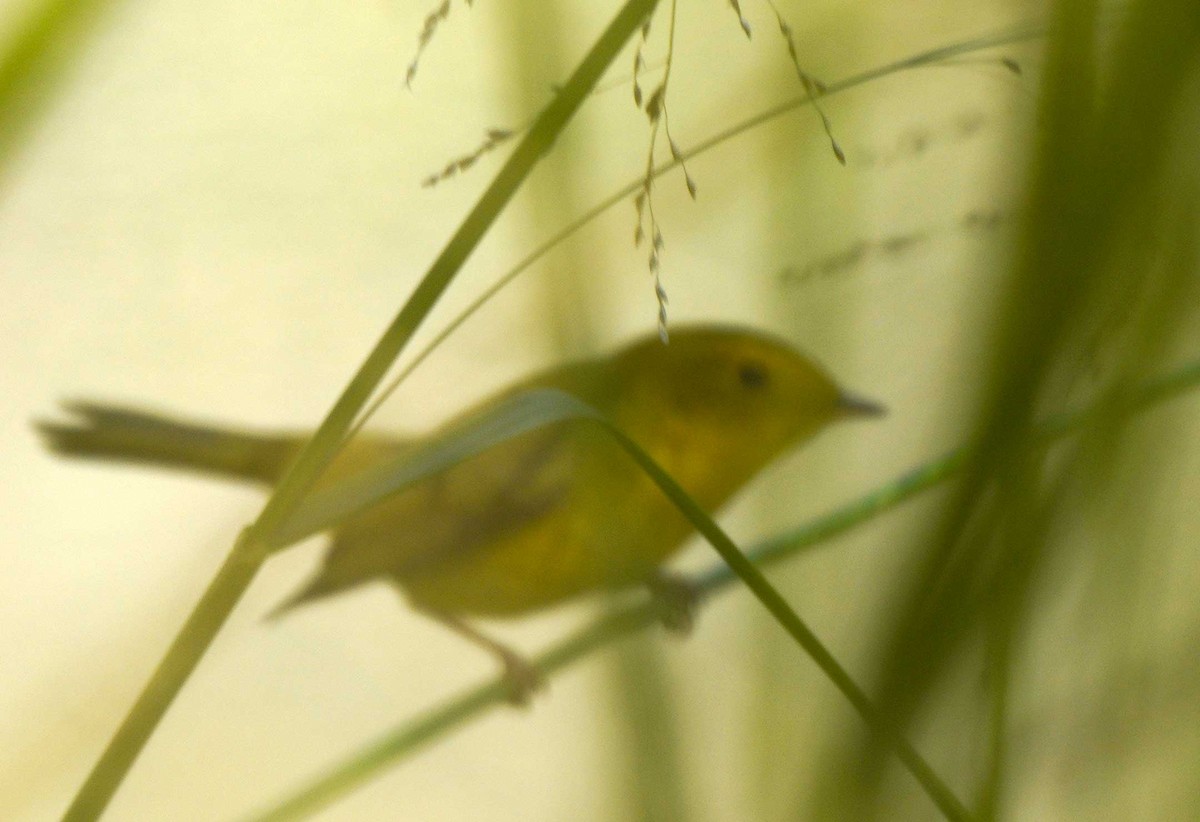 Wilson's Warbler - ML260864711