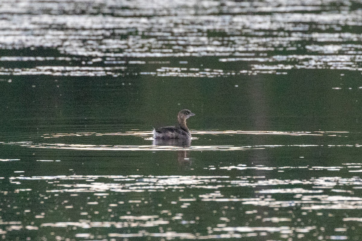 Pied-billed Grebe - ML260865711