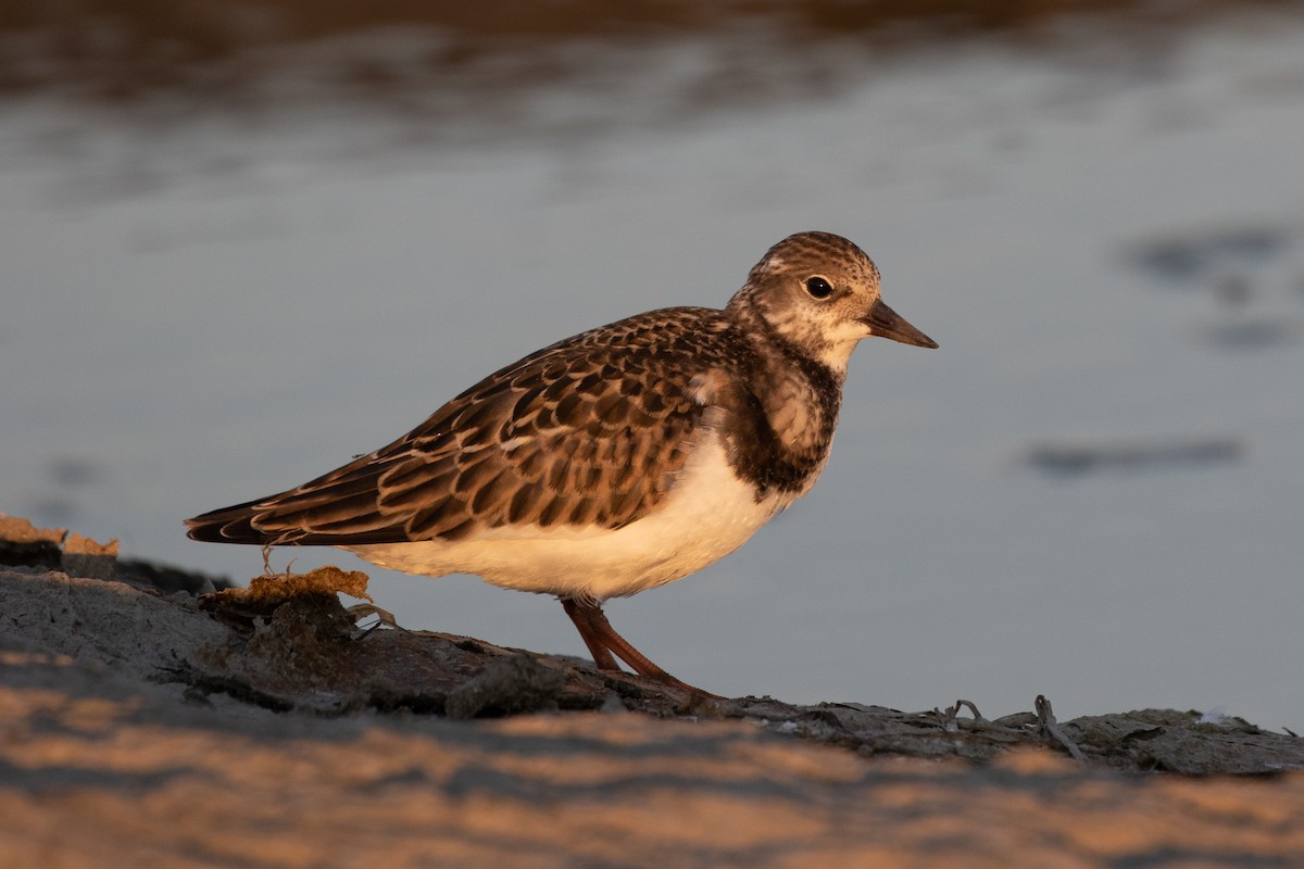 Ruddy Turnstone - ML260866251