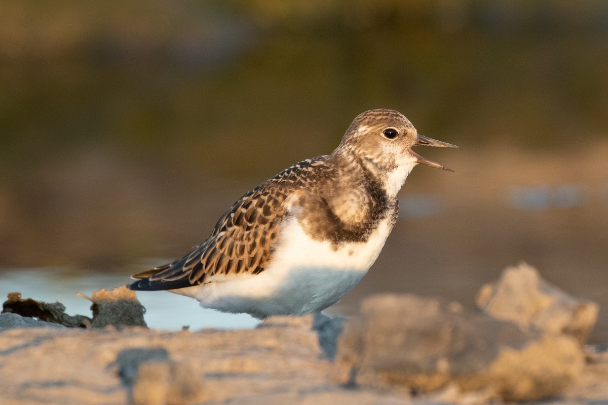 Ruddy Turnstone - ML260866371