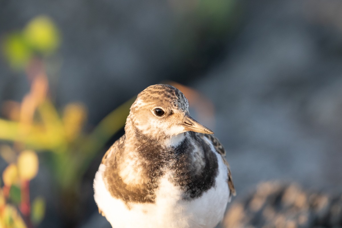 Ruddy Turnstone - ML260866481