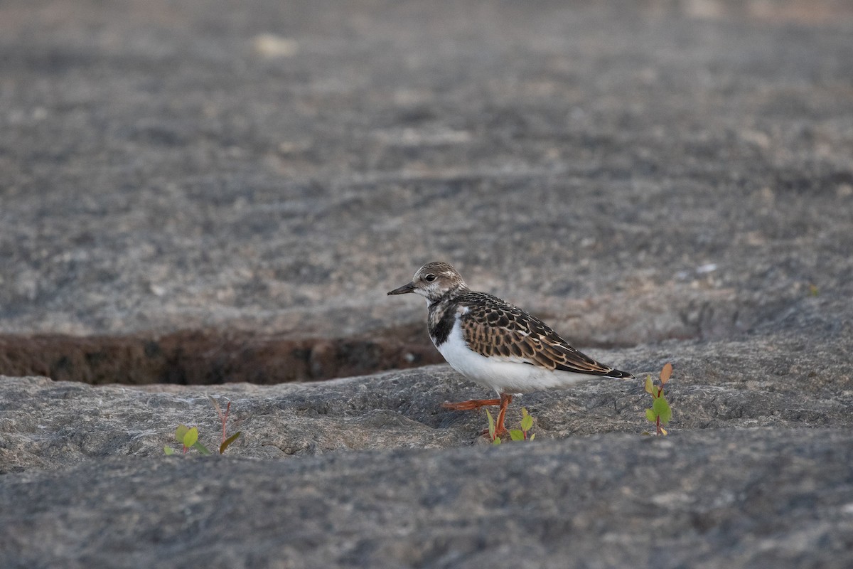 Ruddy Turnstone - ML260866631