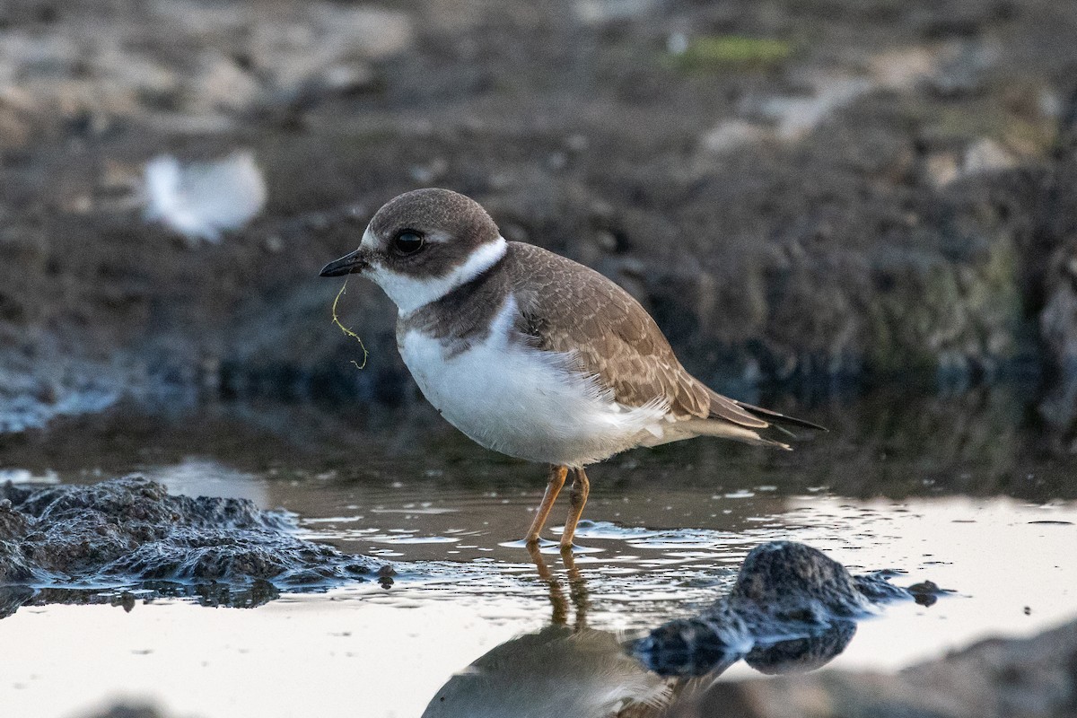 Semipalmated Plover - ML260866781