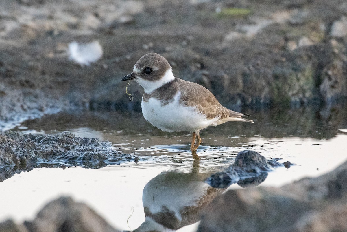 Semipalmated Plover - ML260867221