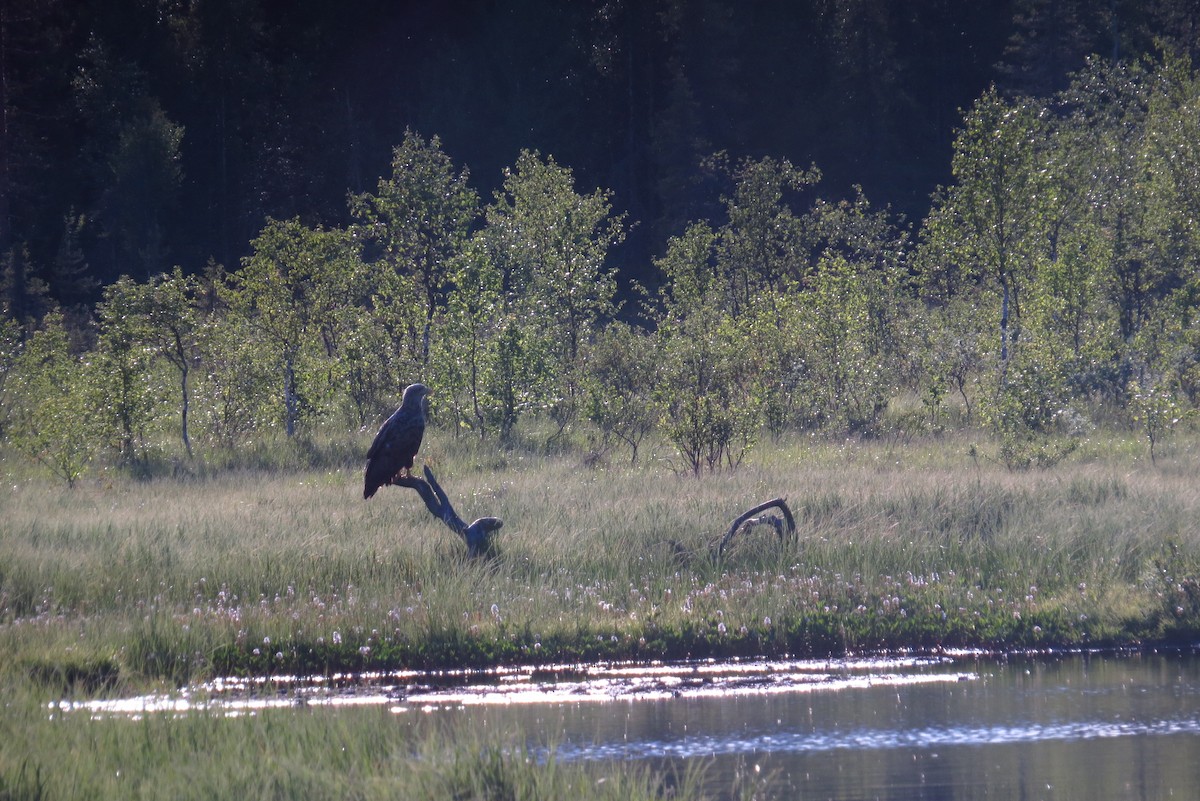 White-tailed Eagle - Gabriel Jamie