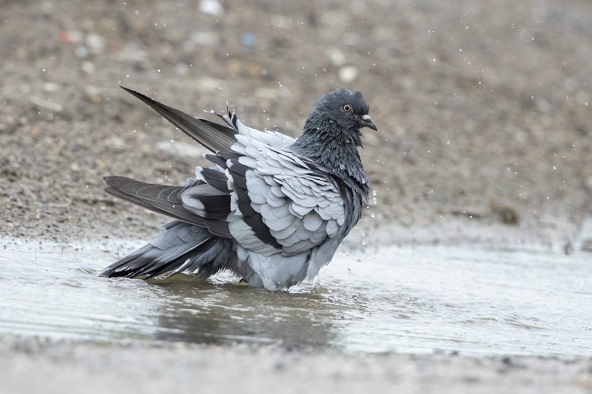 Rock Pigeon (Feral Pigeon) - ML260870141