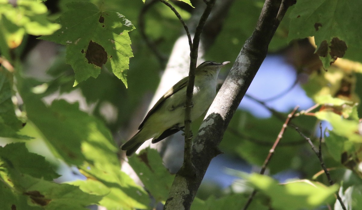 Red-eyed Vireo - ML260870741