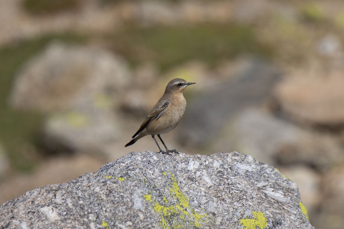 ハシグロヒタキ（oenanthe／libanotica） - ML260870761