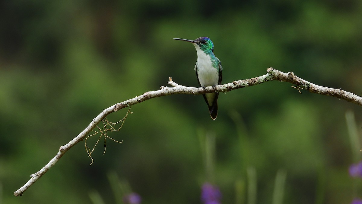 kolibřík andský - ML260871021