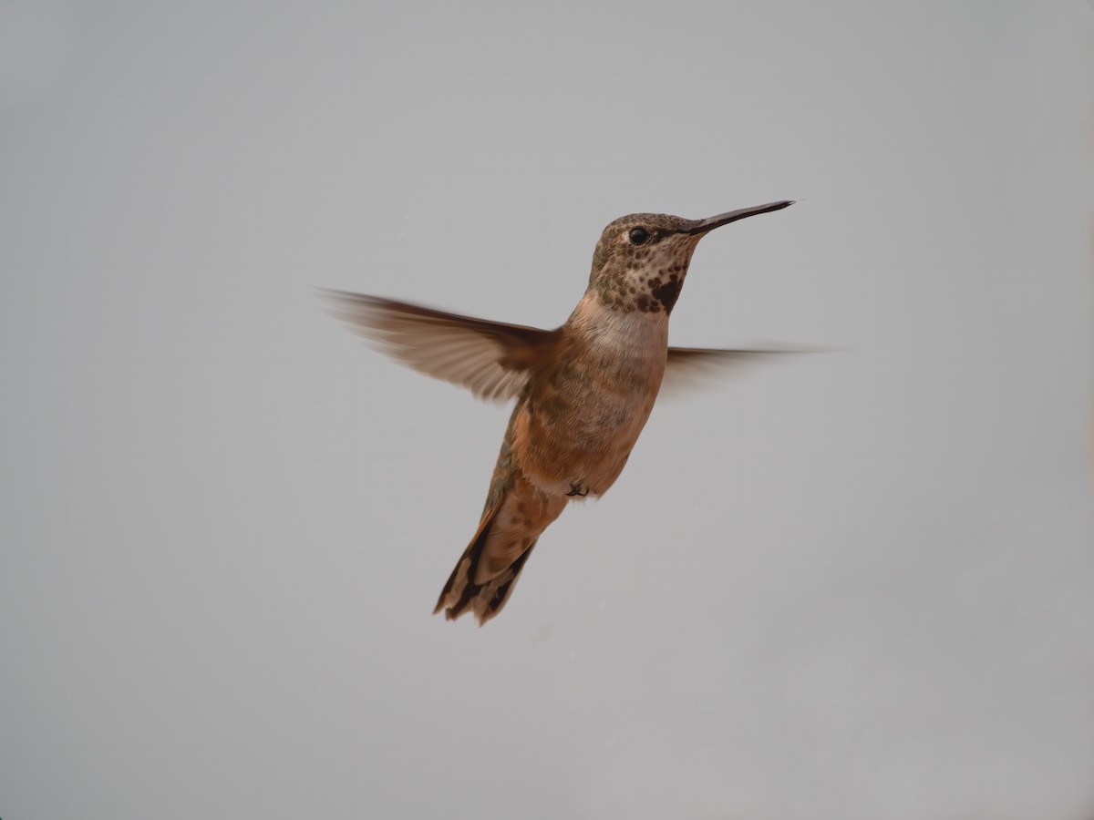 Rufous Hummingbird - ML260871521