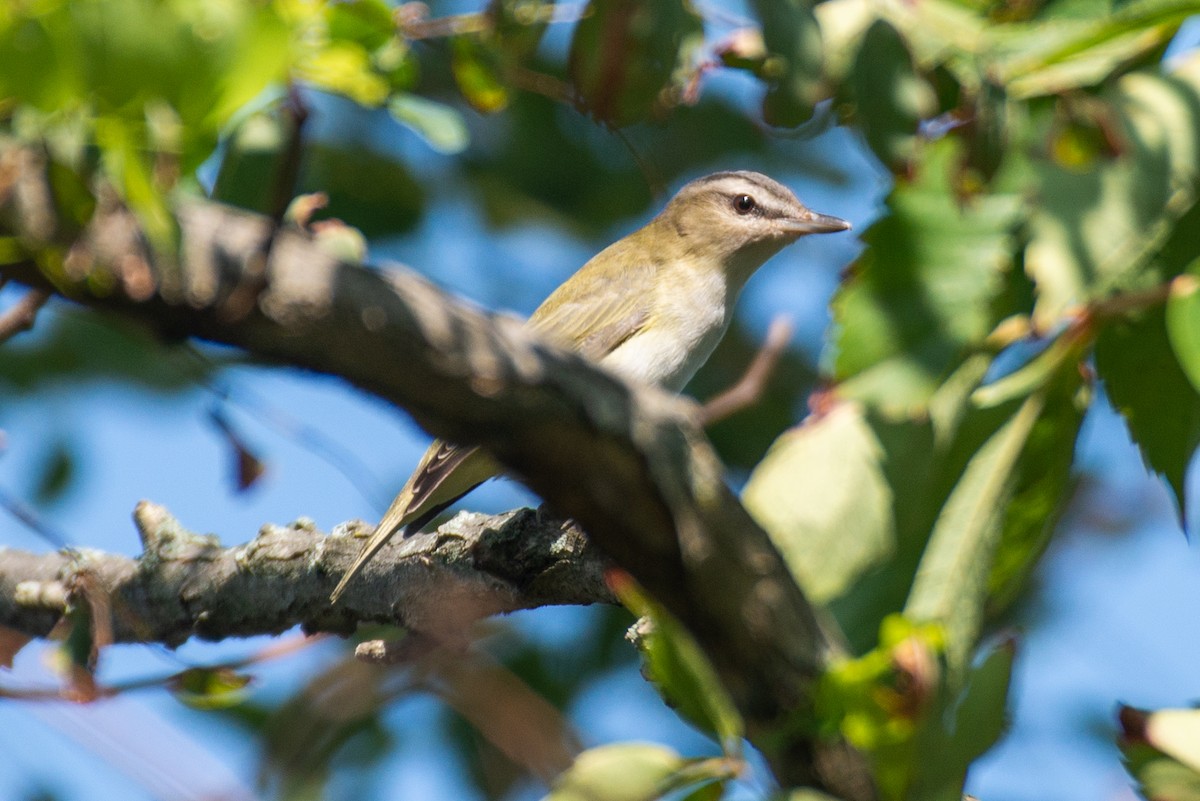 Red-eyed Vireo - Cody Limber