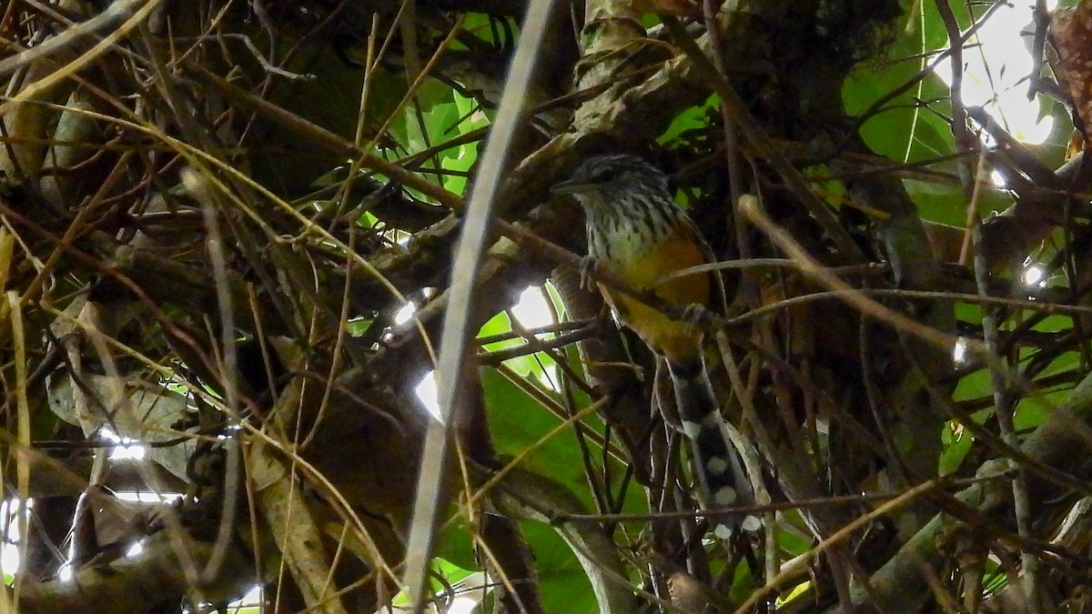 East Andean Antbird - Jorge Muñoz García   CAQUETA BIRDING