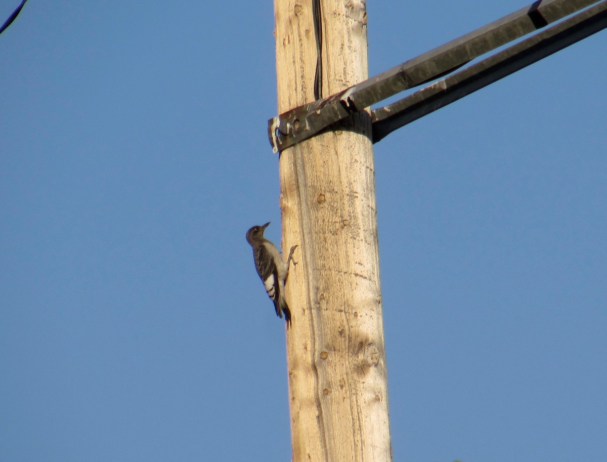 Red-headed Woodpecker - ML260875201