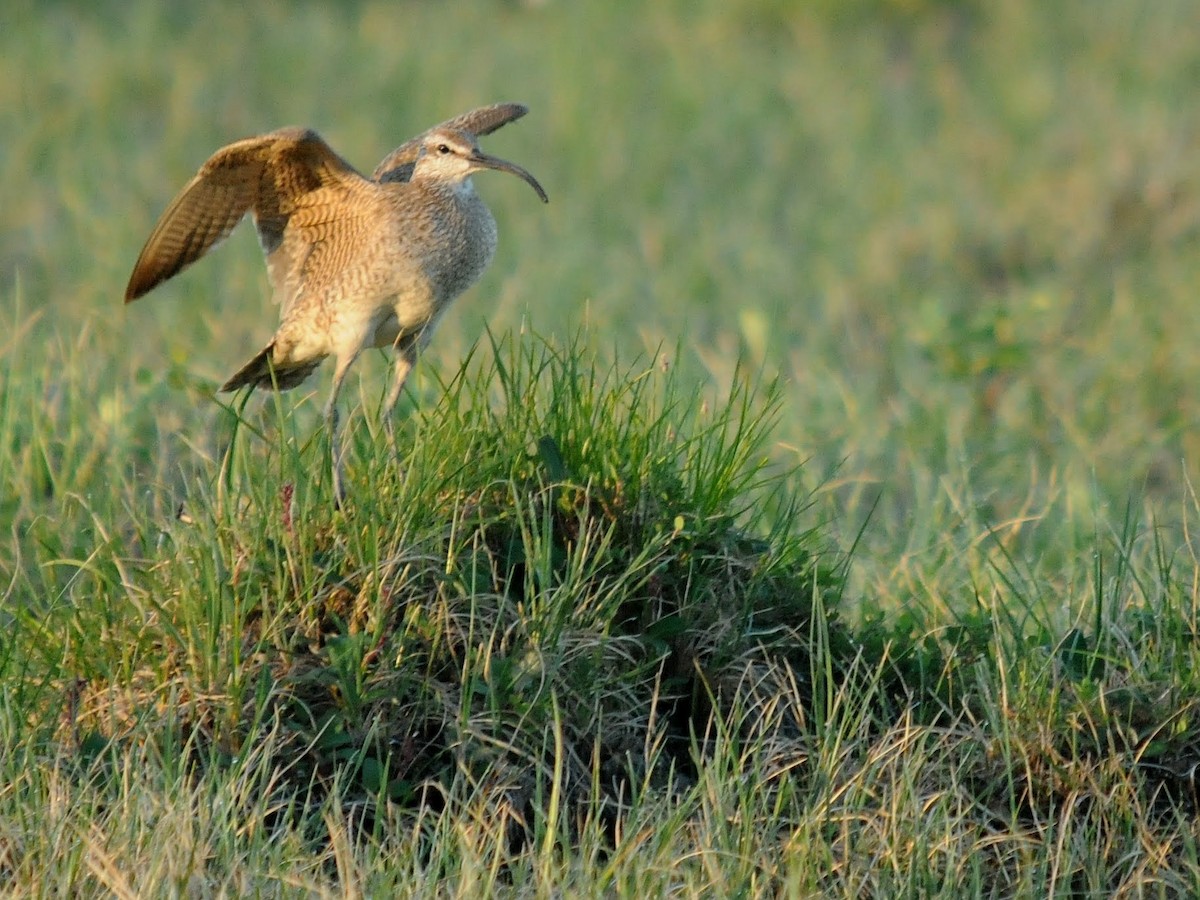 Regenbrachvogel - ML260876881