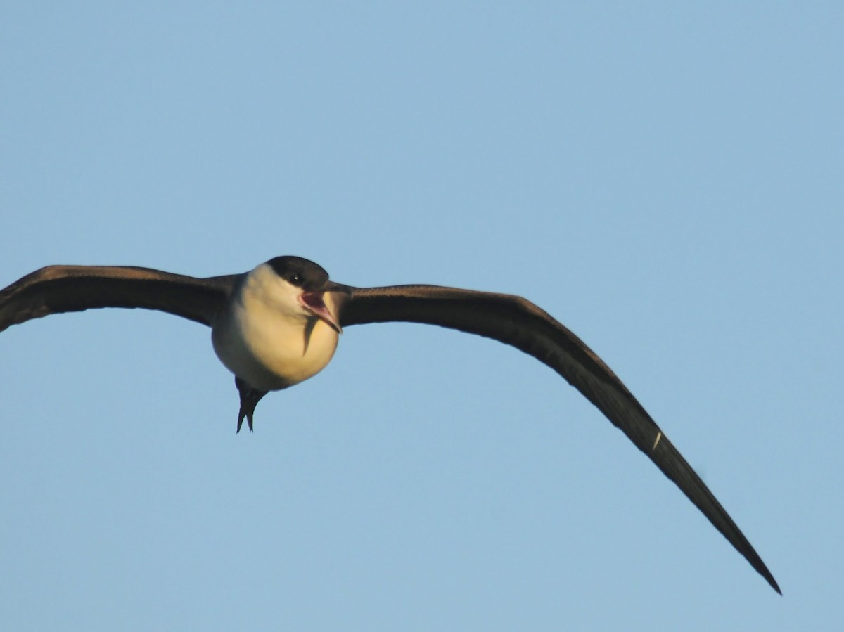 Long-tailed Jaeger - Bruce Mast