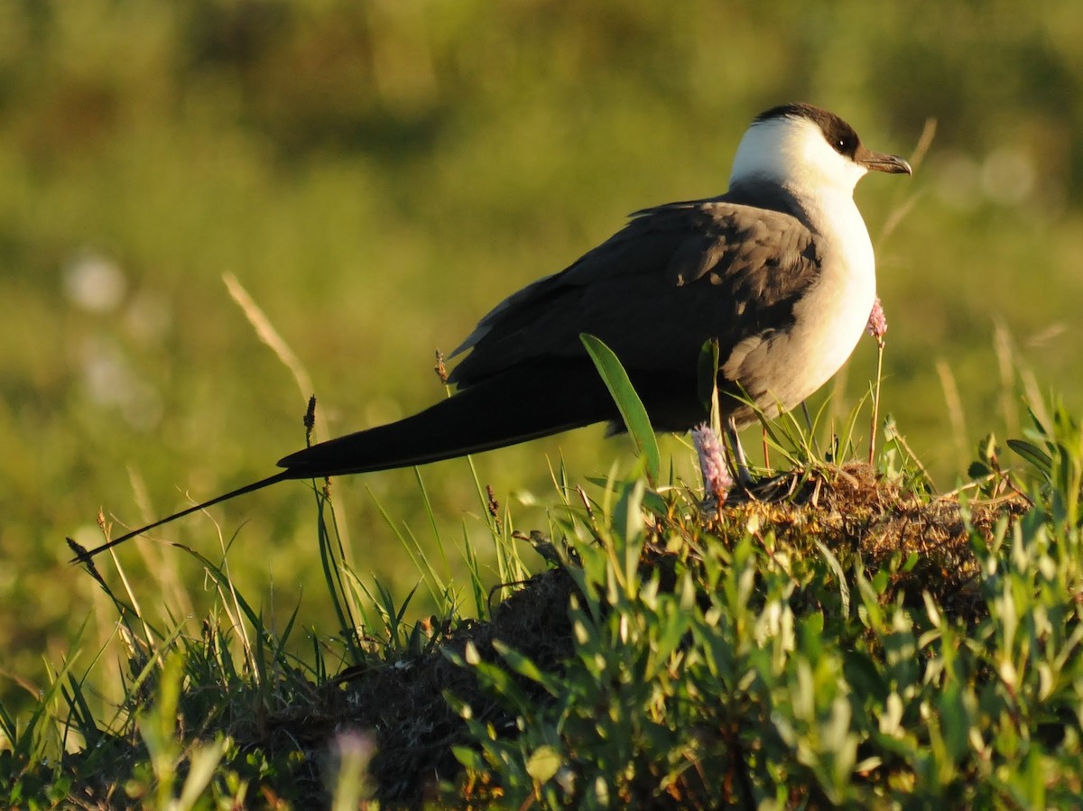 Long-tailed Jaeger - ML260877321