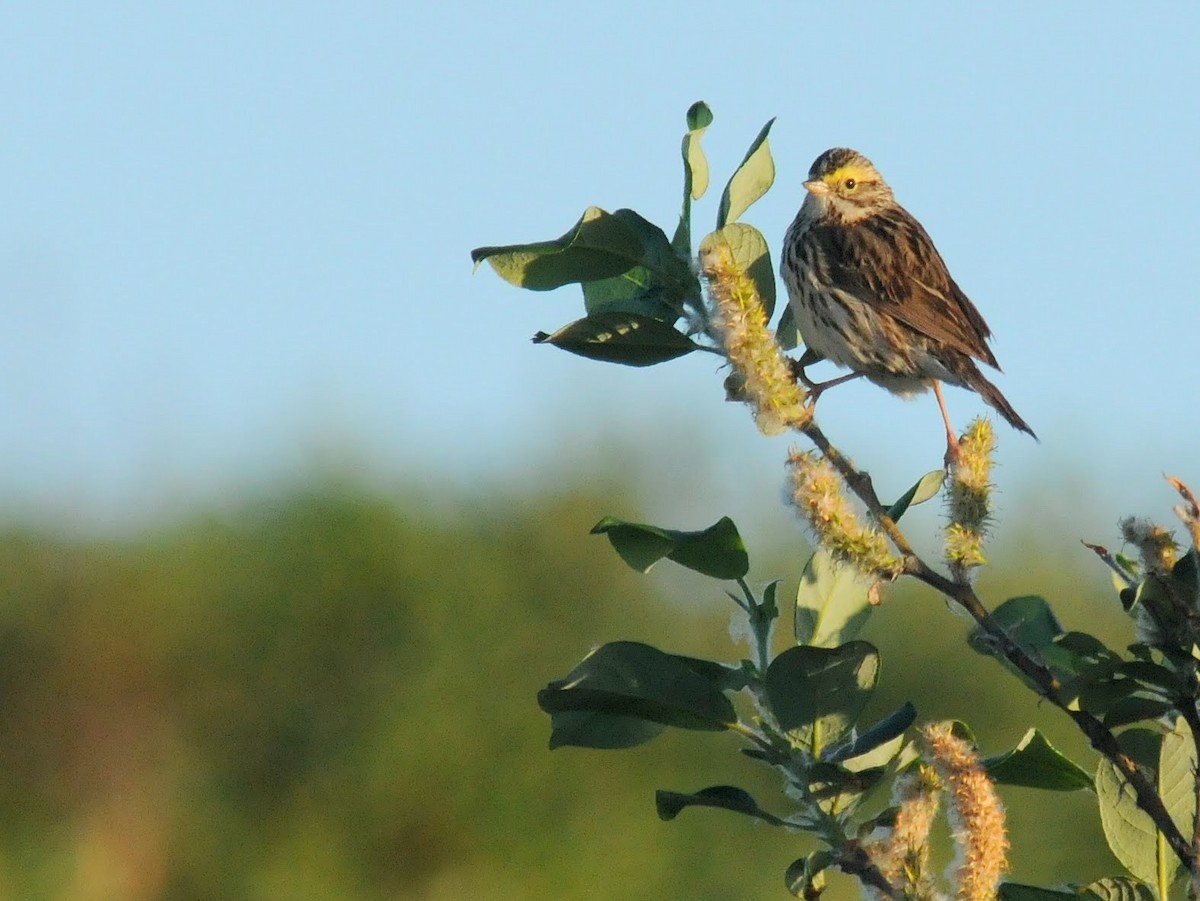Savannah Sparrow - Bruce Mast