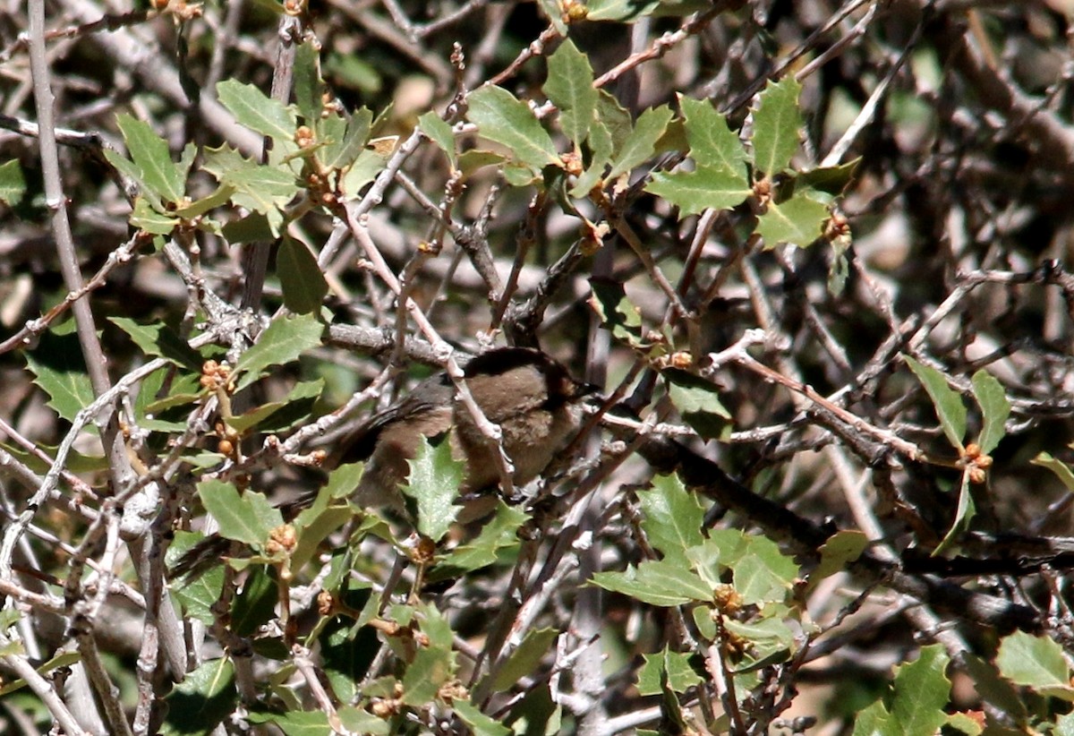 Bushtit - Gustino Lanese