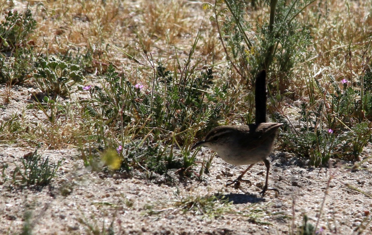 Bewick's Wren - ML26087841