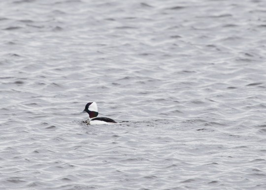 Bufflehead - Lori Widmann