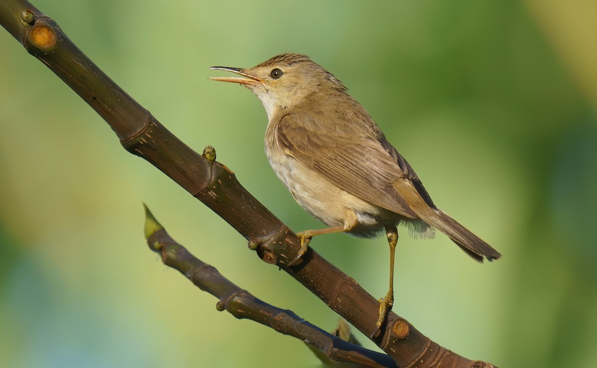 Common Reed Warbler - Rui Pereira | Portugal Birding