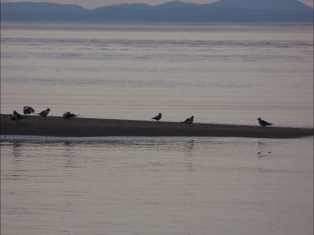 Little Gull - ML260880941