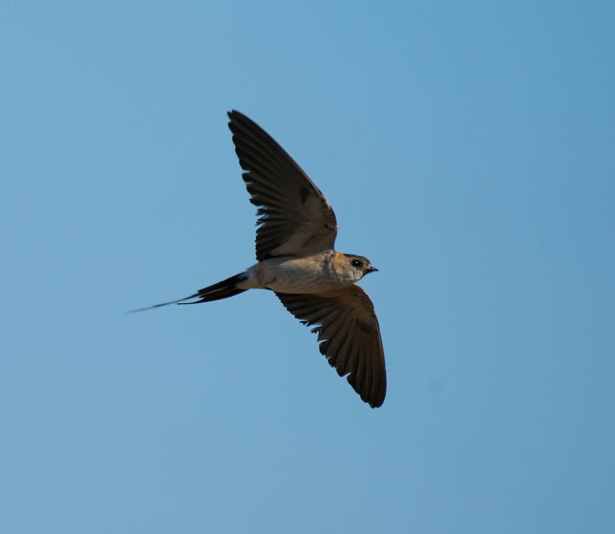 Red-rumped Swallow - Rui Pereira | Portugal Birding