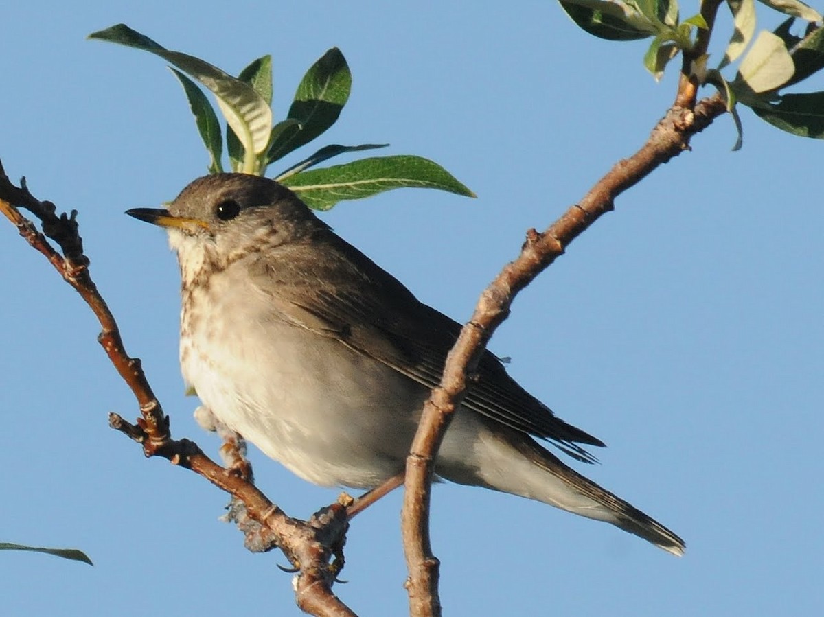 Gray-cheeked Thrush - ML260882241