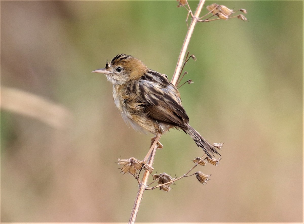 Golden-headed Cisticola - ML260883151