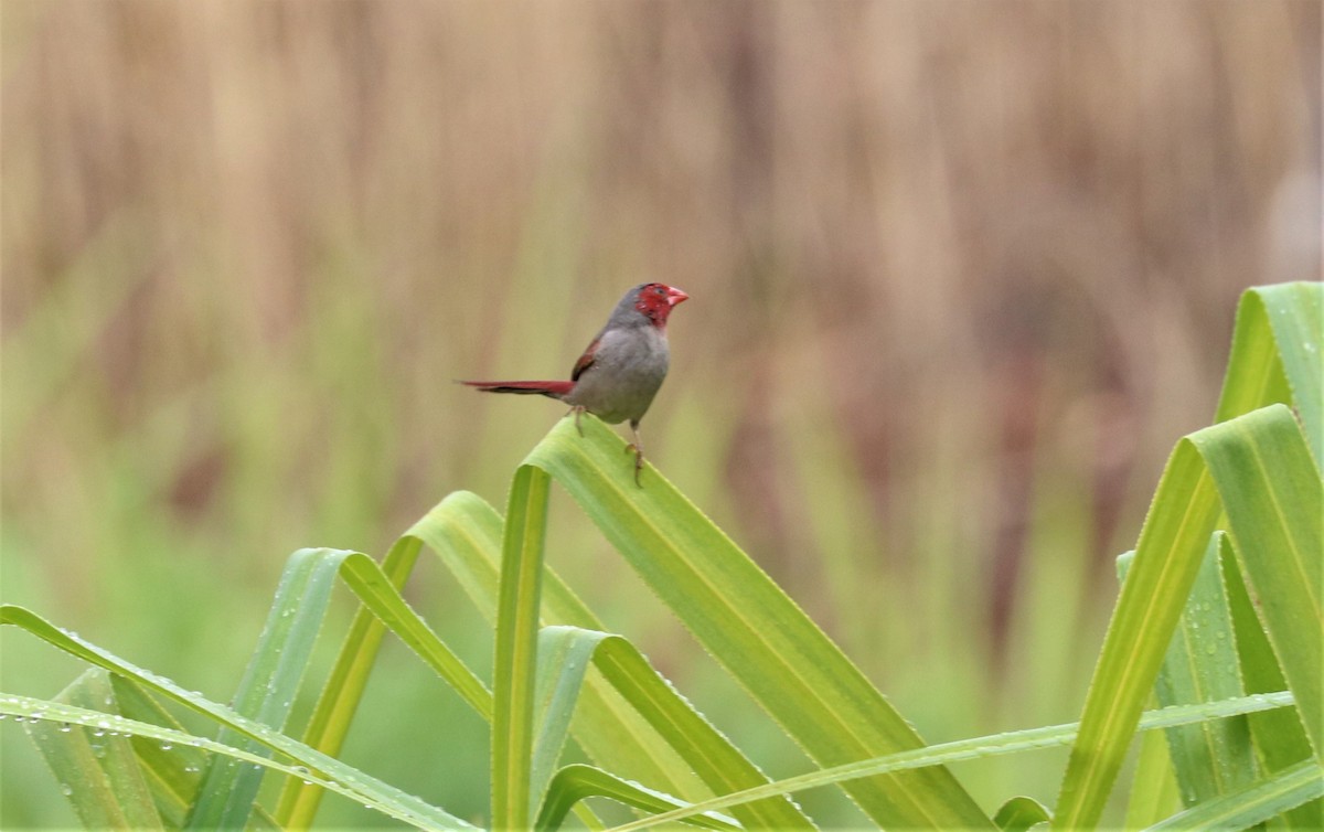 Crimson Finch - ML260883281