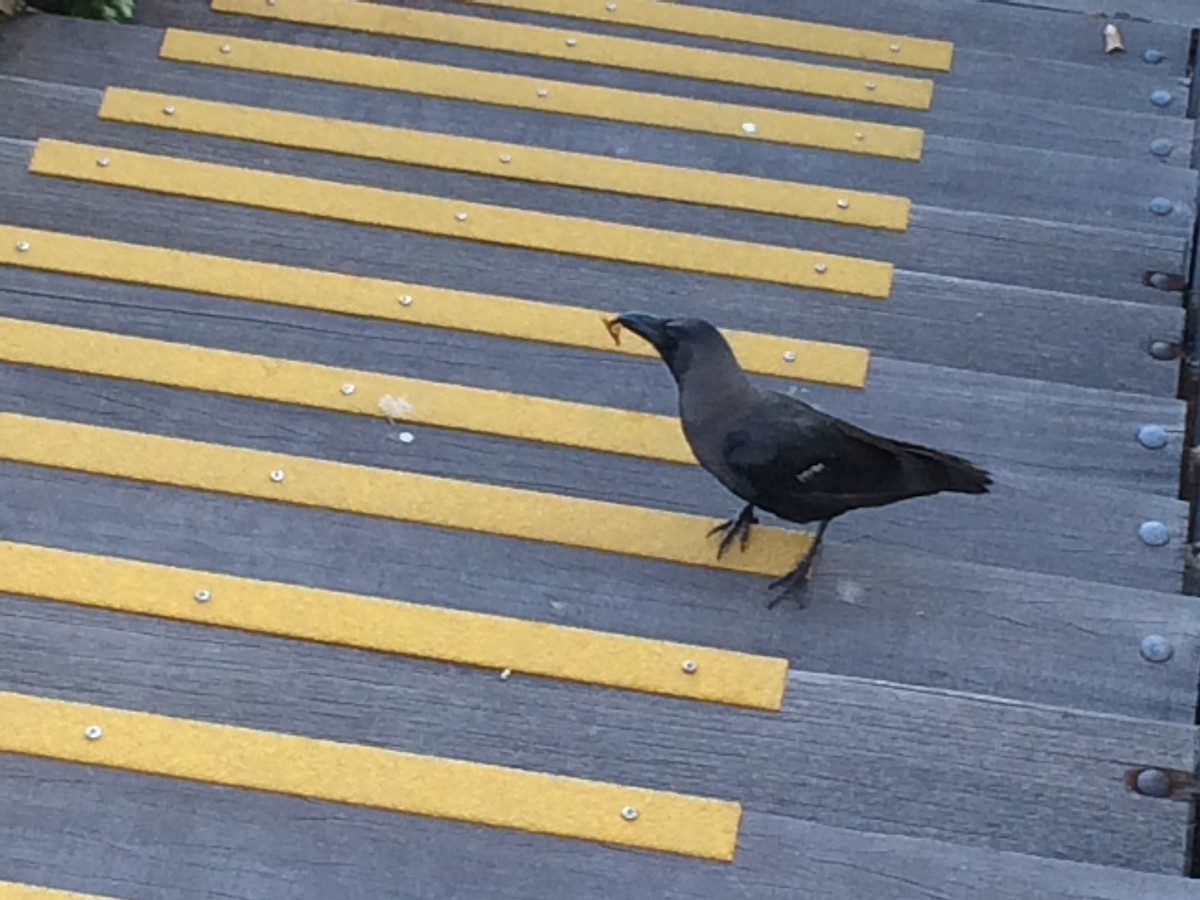 House Crow - Stewart  Ford