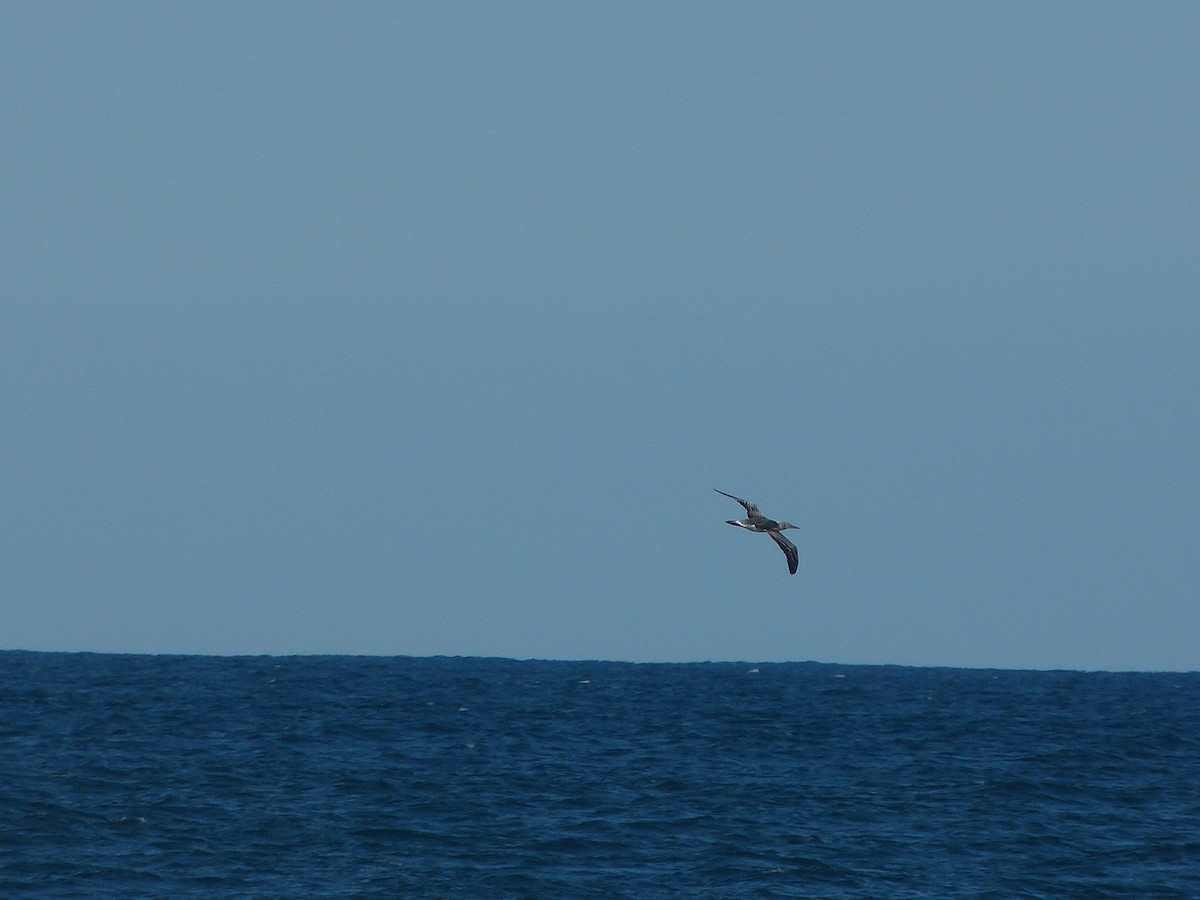 Australasian Gannet - ML26088401